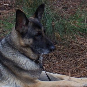 Meet your Posher, Joy